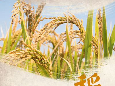 金黃稻谷，豐收圖景 高品質(zhì)水稻田與稻谷素材下載指南