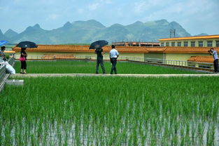 廣西企業奇思妙想 樓頂種水稻，水稻降溫又產稻谷成雙贏“綠色方案”